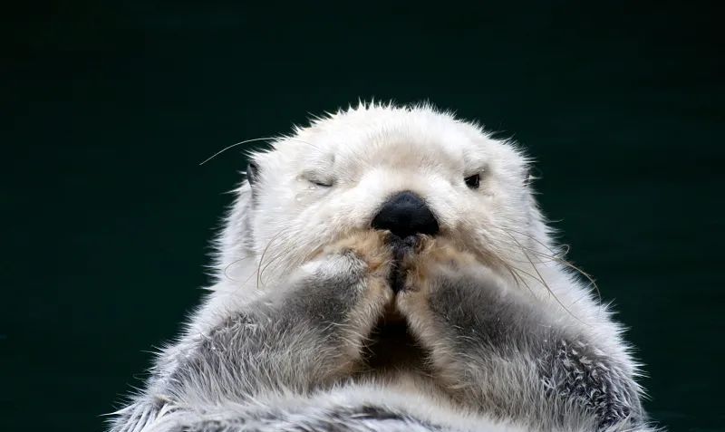 每个人都用的表情包,背后的故事如此催泪|海獭|视觉中国|贝壳_新浪