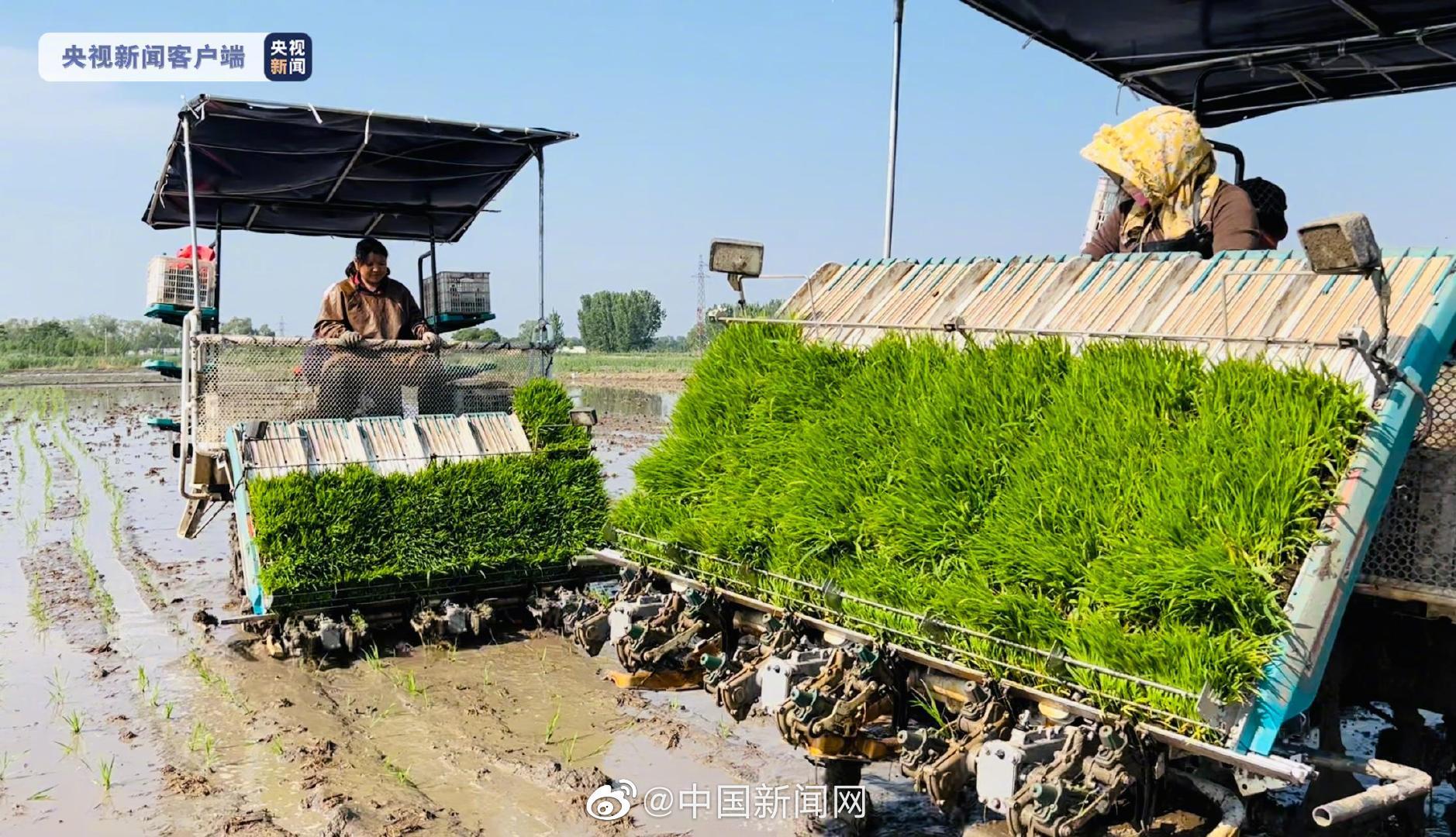 袁隆平团队巨型稻正式在天津插秧休闲区蓝鸢梦想 - Www.slyday.coM