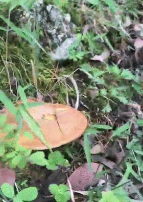 狗主隐居山区,狗子练成采蘑菇高手,朋友三天两头借狗休闲区蓝鸢梦想 - Www.slyday.coM 狗主隐居山区,狗子练成采蘑菇高手,朋友三天两头借狗休闲区蓝鸢梦想 - Www.slyday.coM