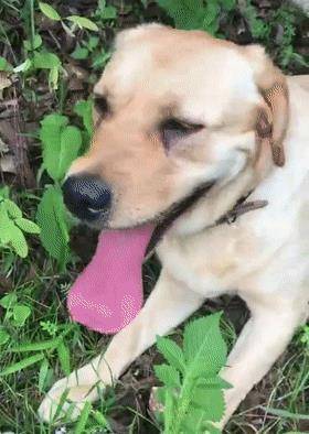 狗主隐居山区,狗子练成采蘑菇高手,朋友三天两头借狗休闲区蓝鸢梦想 - Www.slyday.coM 狗主隐居山区,狗子练成采蘑菇高手,朋友三天两头借狗休闲区蓝鸢梦想 - Www.slyday.coM