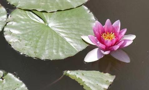 当我决定，放弃你！（戳心泪目）休闲区蓝鸢梦想 - Www.slyday.coM