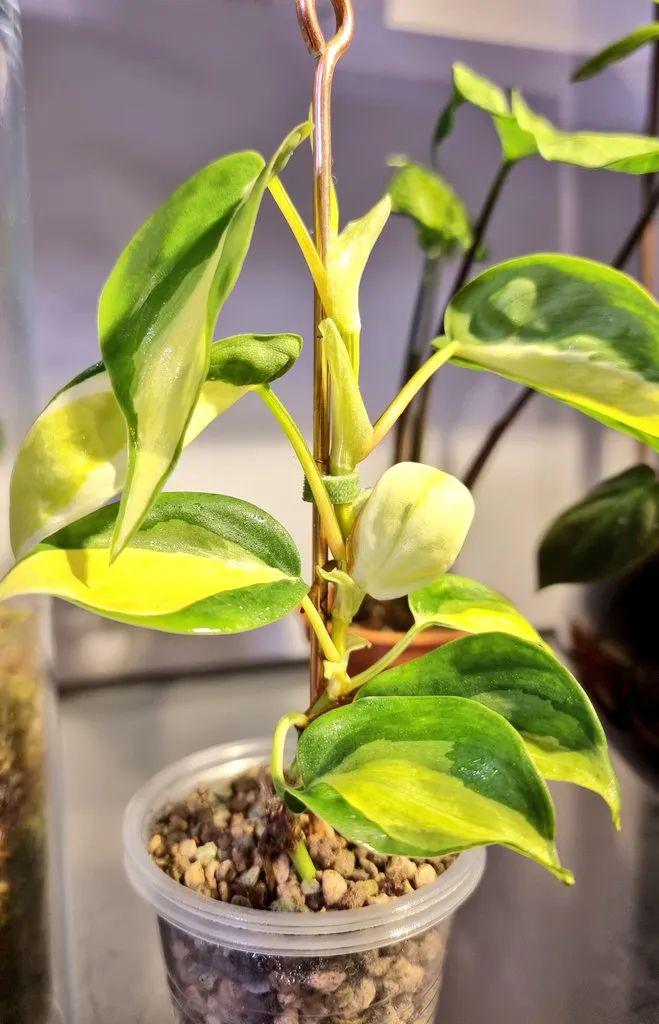 心叶蔓绿绒品种大全便宜的带锦观叶植物养护难度堪比绿萝