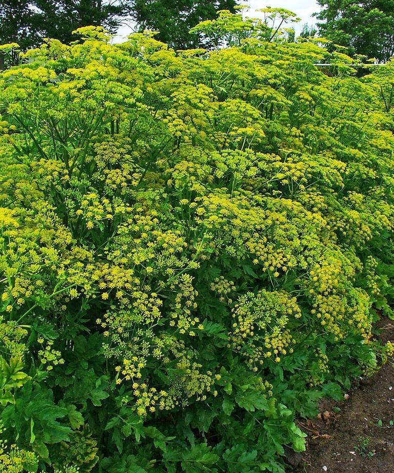 荒野维生野菜系列——欧防风__财经头条