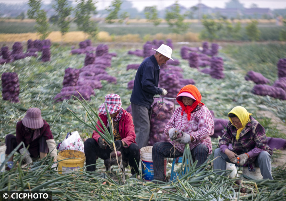 江苏兴化红皮洋葱喜获丰收