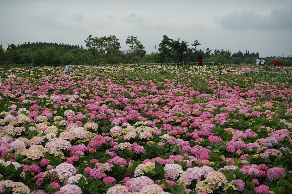 2022年5月23日,云南昆明斗南湿地公园内,5万余平米的绣球花海浪漫来袭