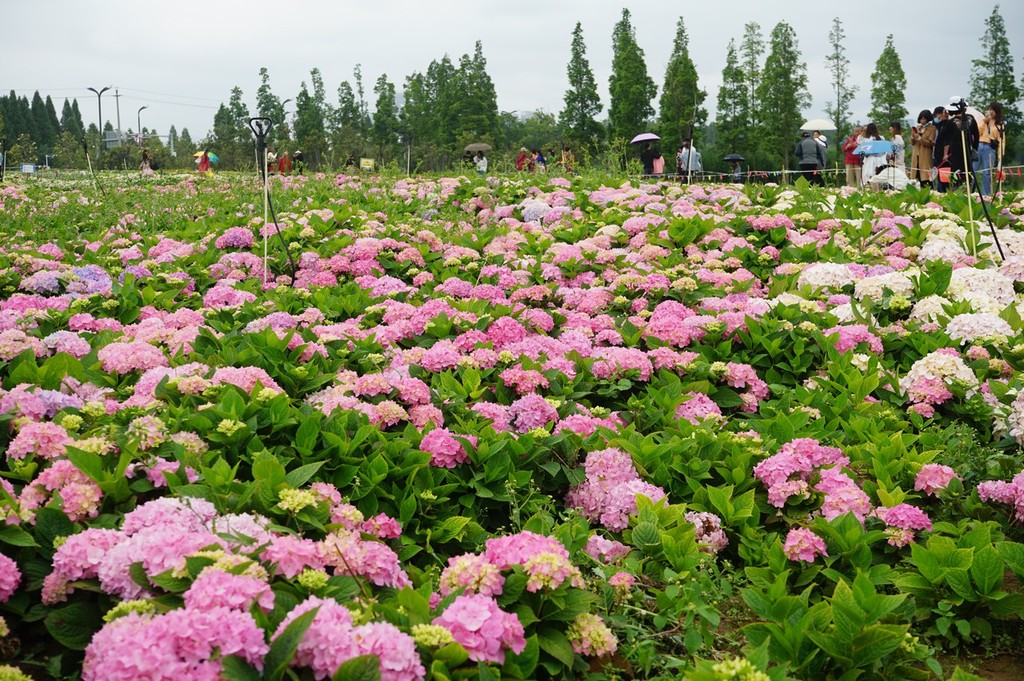 2022年5月23日,云南昆明斗南湿地公园内,5万余平米的绣球花海浪漫来袭