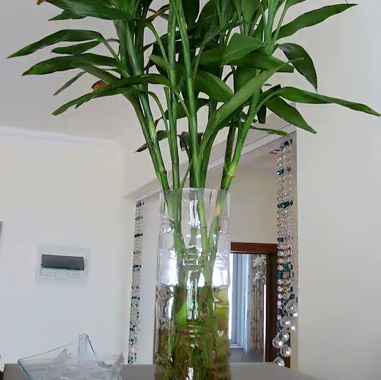 水培富贵竹有3个简单小方法一年四季绿油油翠绿美观茂盛