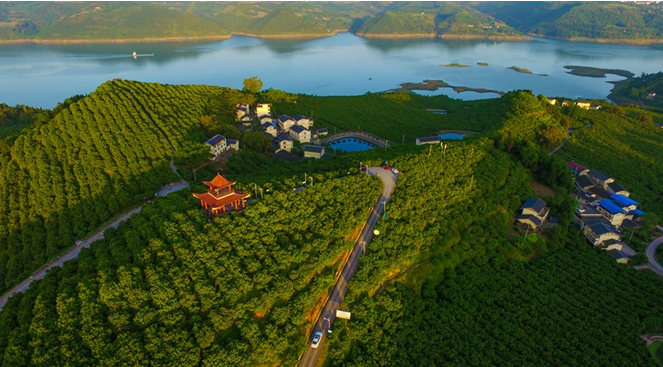 位于忠县涂井乡友谊村的三峡橘海.蒋大琼 摄