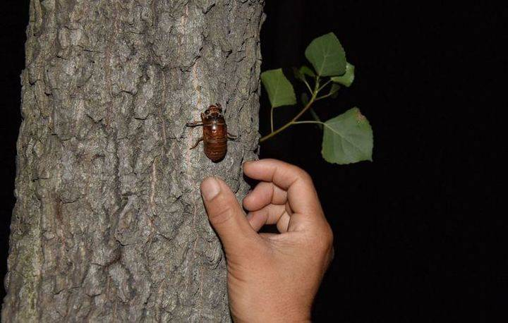 忆童年趣事知了声声叫夏天