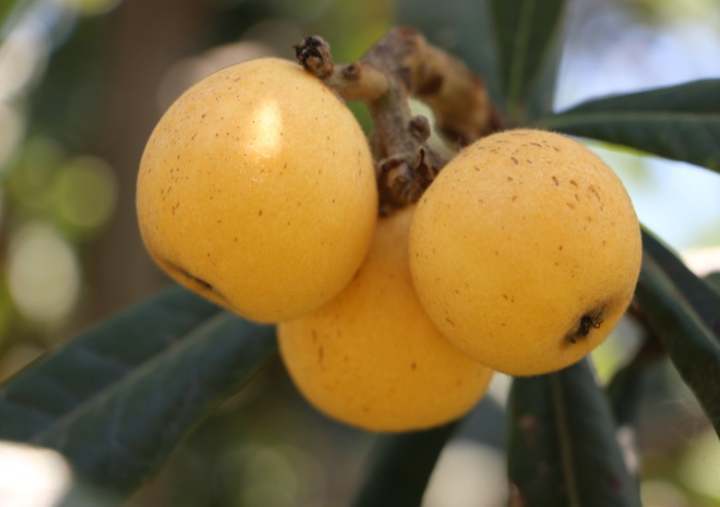 西班牙枇杷像鸡蛋,日本枇杷更抗冻,为了当季这口鲜甜,专家让全球枇杷“搞对象”休闲区蓝鸢梦想 - Www.slyday.coM