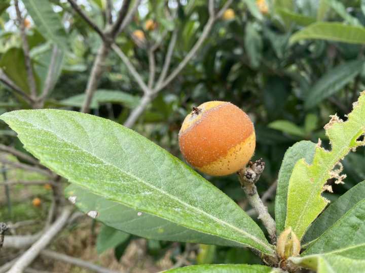 西班牙枇杷像鸡蛋,日本枇杷更抗冻,为了当季这口鲜甜,专家让全球枇杷“搞对象”休闲区蓝鸢梦想 - Www.slyday.coM