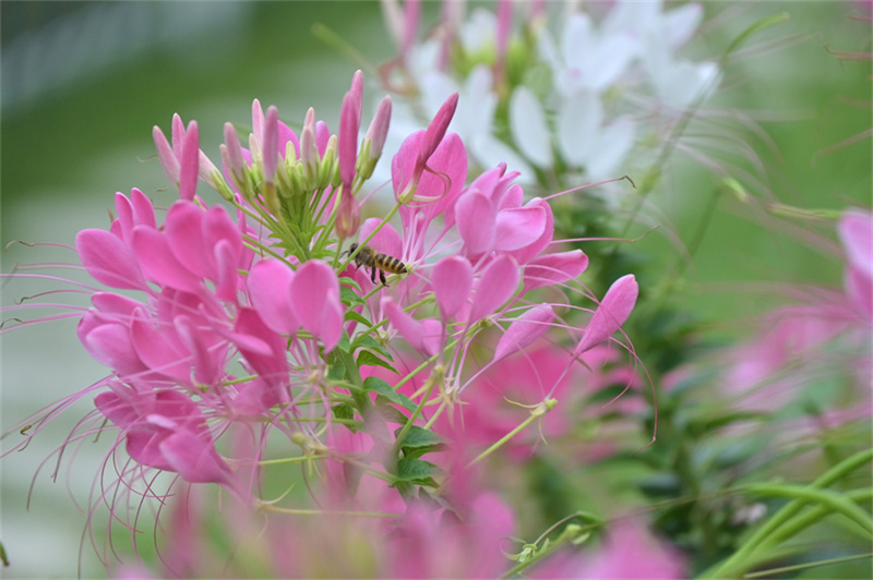 蜜蜂在醉蝶花丛中采蜜.