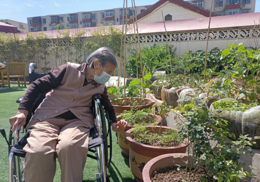 封闭管理期间 北京这个养老院的“开心菜园”为老人“治心病”