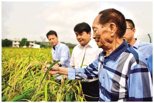 袁隆平在湖南湘潭河口镇的试验田中查看低镉水稻的长势(2017年9月29日
