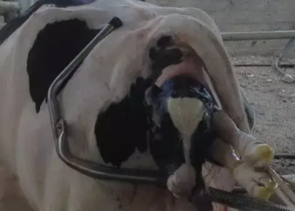 母牛产后站不起来怎么办母牛生产后瘫痪应该怎么治疗