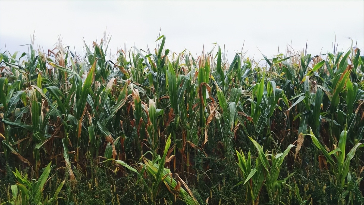如何启动种子解决