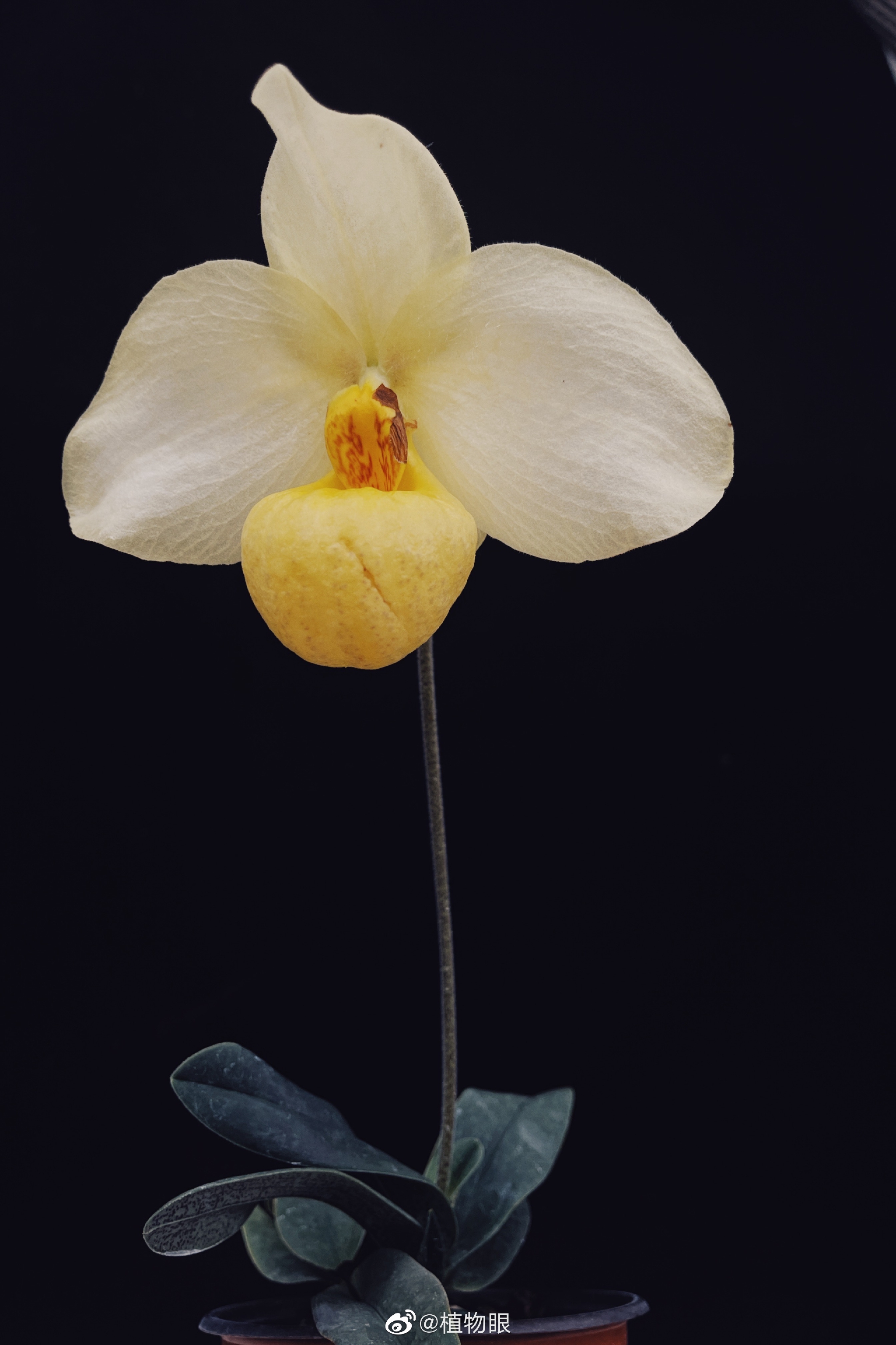 棚里的一株杂交杏黄兜兰