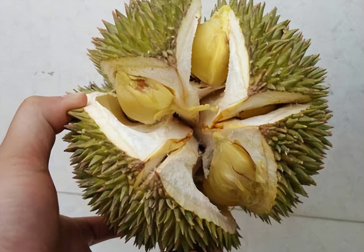 榴莲还买开裂的教你4招选到母榴莲肉多皮薄一挑一个准
