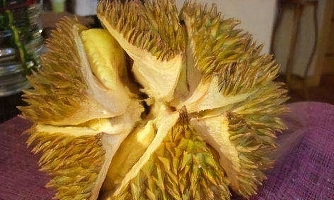 榴莲还买开裂的教你4招选到母榴莲肉多皮薄一挑一个准