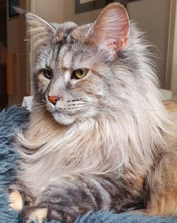 网友家的缅因猫好像一只大狮子