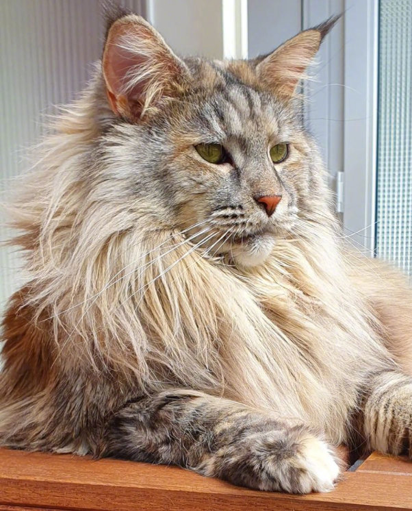 网友家的缅因猫好像一只大狮子