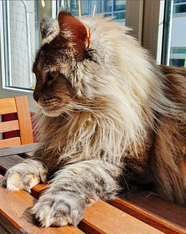 网友家的缅因猫好像一只大狮子
