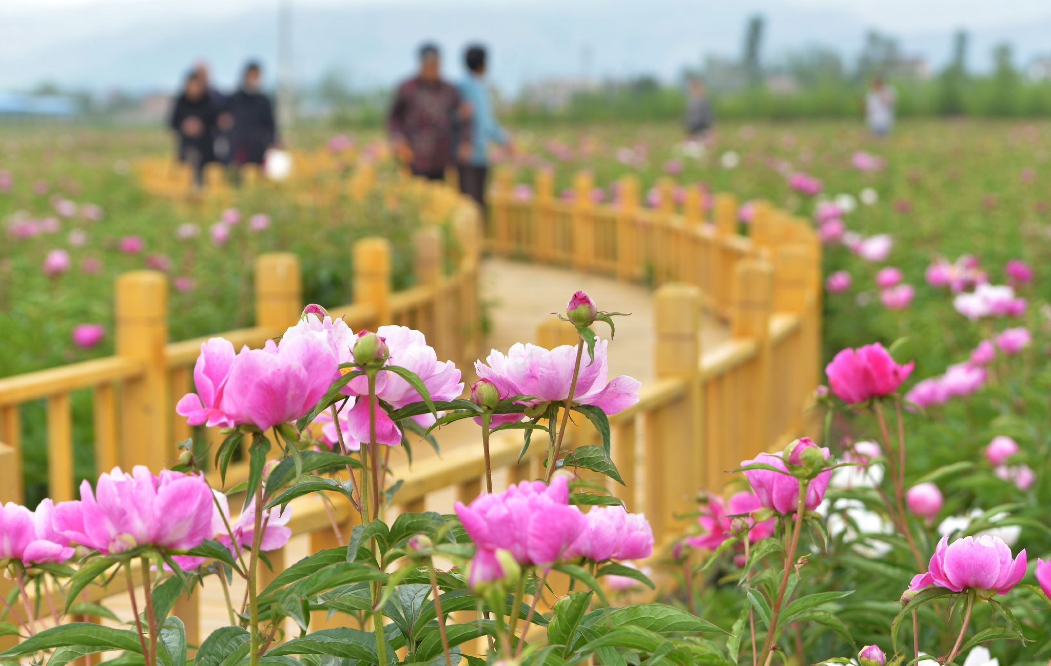 芍药花开引客来