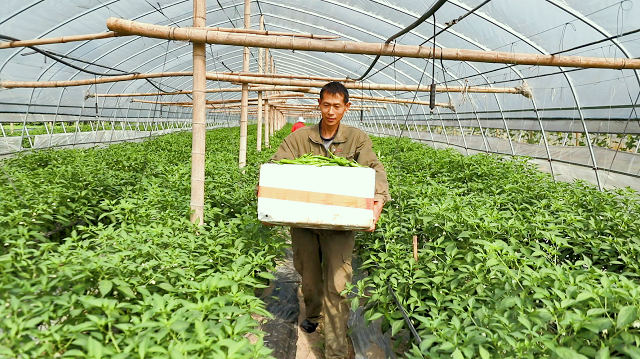 零陵罗贤坤返乡创业不服输生态农场有梦想