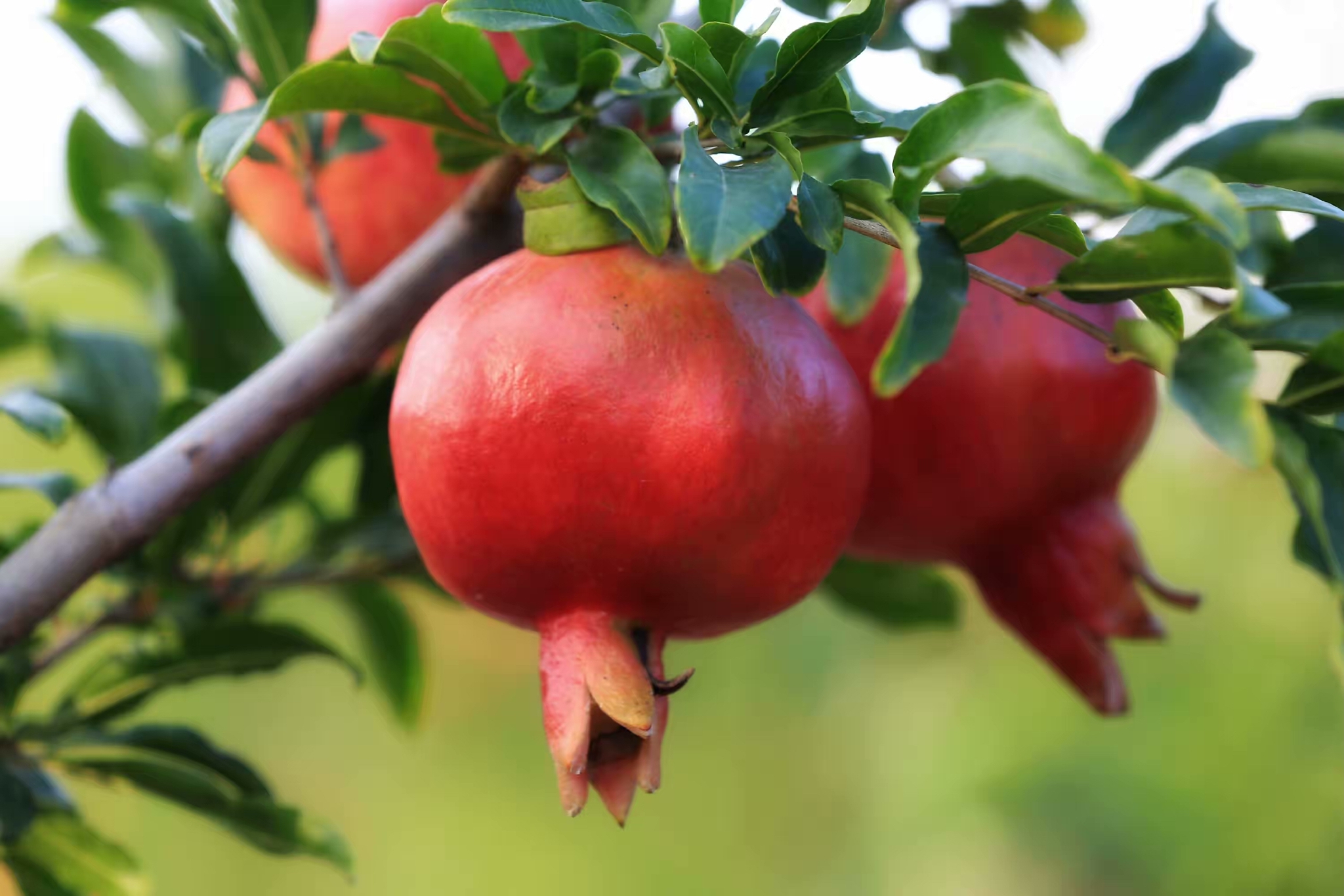 3种观果盆栽养在阳台上只要光照水肥充足果实累累美观美味