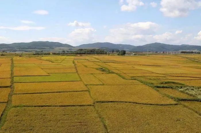 最美巾帼种粮人丨胡羽让农村产业兴老乡腰包鼓