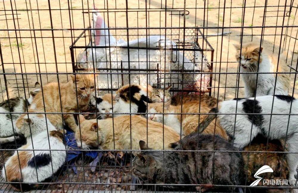 泰安男子凌晨偷猫，被夜巡民警逮个正着……休闲区蓝鸢梦想 - Www.slyday.coM