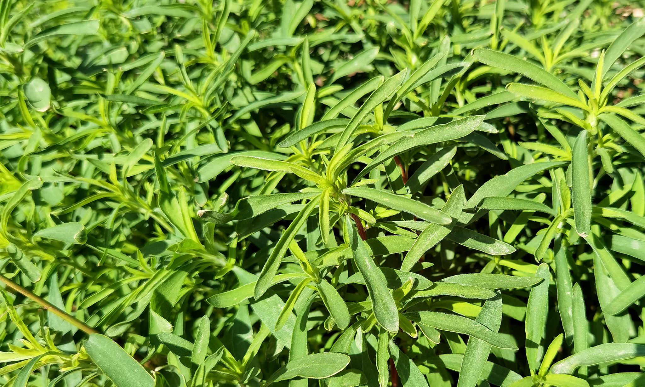 您喜欢吃扫帚菜吗?最喜欢哪种做法呢?欢迎大家在评论区里留言分享哦!