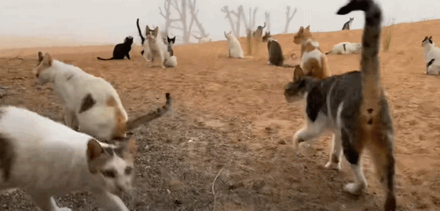 女子远嫁中东在沙漠里安家，一望无际的猫砂盆，养猫人的天堂？休闲区蓝鸢梦想 - Www.slyday.coM