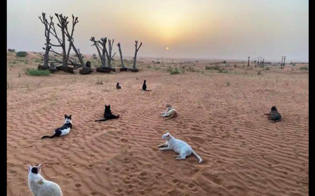女子远嫁中东在沙漠里安家，一望无际的猫砂盆，养猫人的天堂？休闲区蓝鸢梦想 - Www.slyday.coM