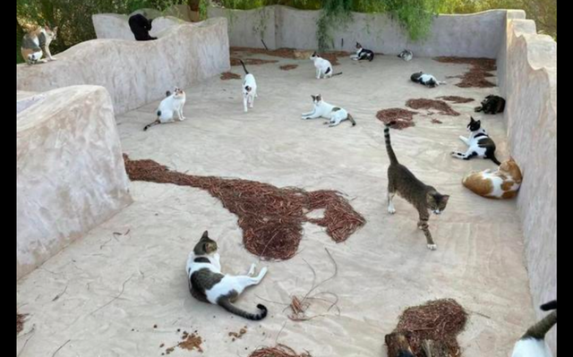 女子远嫁中东在沙漠里安家，一望无际的猫砂盆，养猫人的天堂？休闲区蓝鸢梦想 - Www.slyday.coM