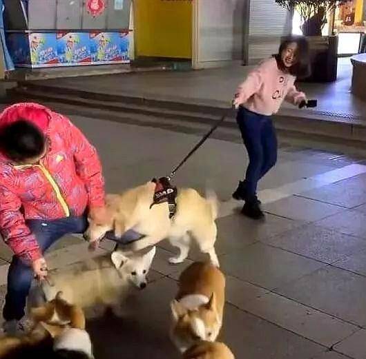看见男路人牵的一群母柯基,网友:这才是目的|金毛|柯基|养狗_新浪新闻