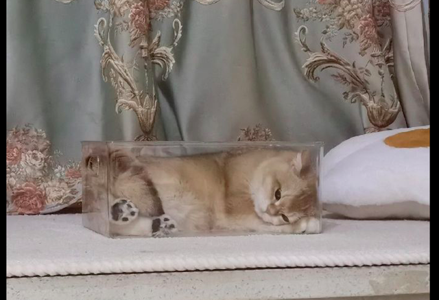 躺在盒子里晒太阳的猫，拉上窗帘后它直接抑郁了，这表情太委屈了休闲区蓝鸢梦想 - Www.slyday.coM