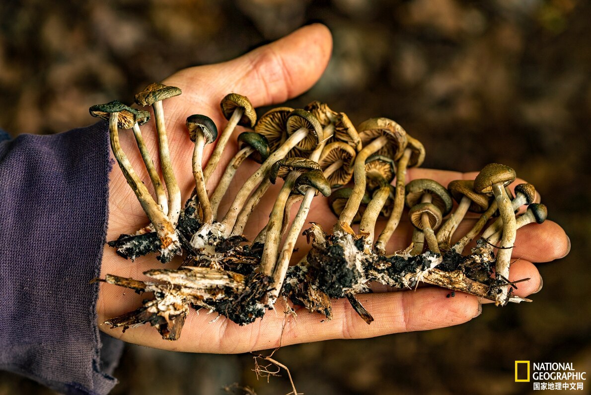 公园里茁壮成长的迷幻蘑菇