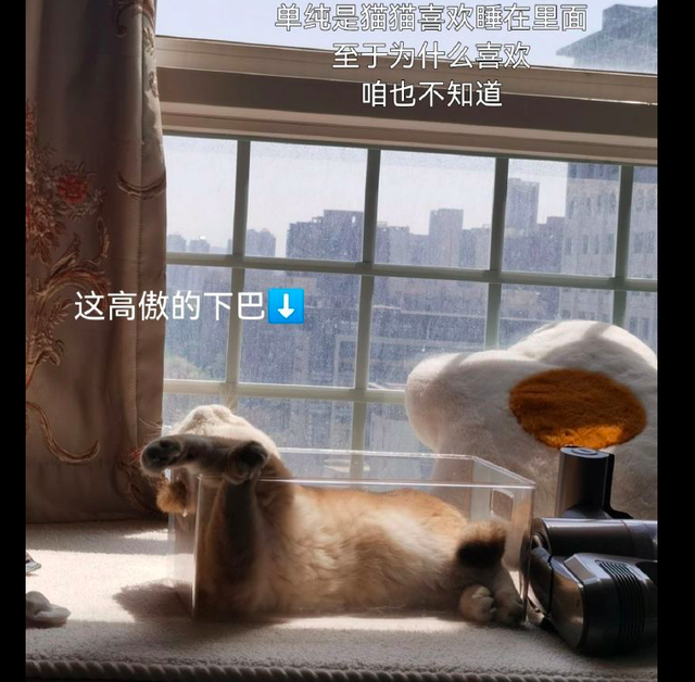 躺在盒子里晒太阳的猫，拉上窗帘后它直接抑郁了，这表情太委屈了休闲区蓝鸢梦想 - Www.slyday.coM