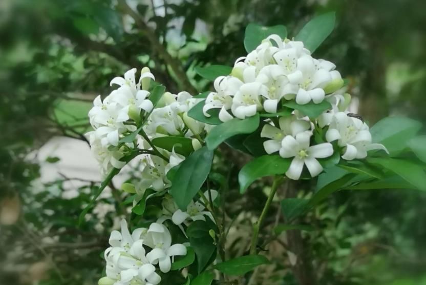 夏天想要九里香爆花？教你几个小妙招，简单实用，开花旺香味浓