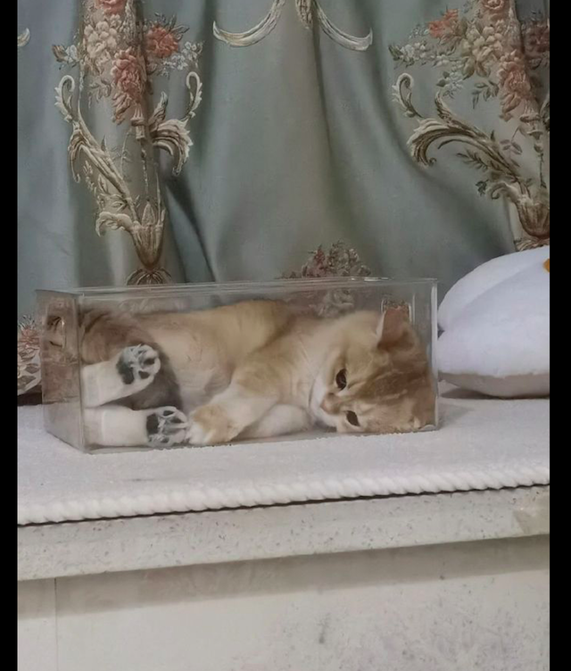 躺在盒子里晒太阳的猫，拉上窗帘后它直接抑郁了，这表情太委屈了休闲区蓝鸢梦想 - Www.slyday.coM