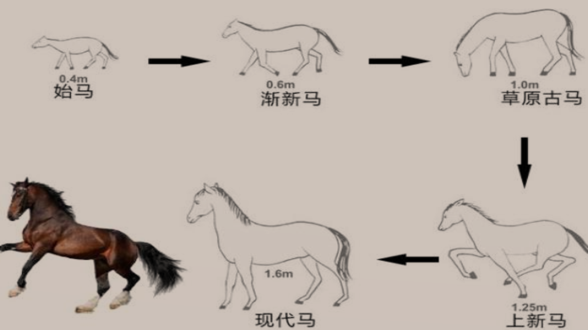 失去一条腿的大象都能活下来为什么马的腿断了就必须死呢