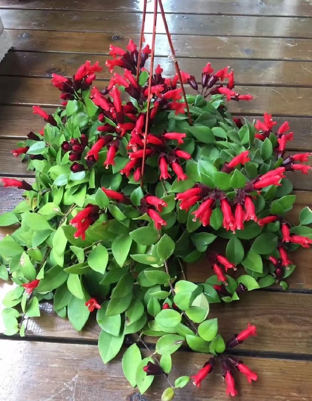 口红吊兰不能暴晒,明亮又没有直射光的环境最适合它,夏季是口红吊兰的