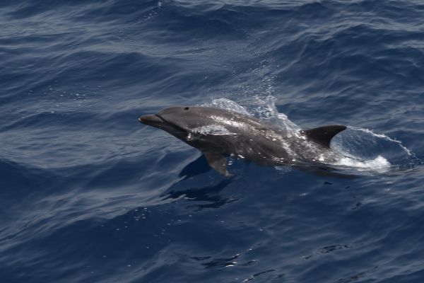 亚丁湾的海豚。（视觉中国）