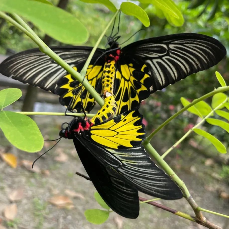 轿子山自然保护区发现中国体型最大蝴蝶——金裳凤蝶