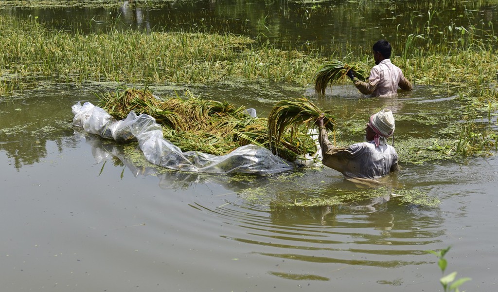 印度水稻(印度水稻一年几季)