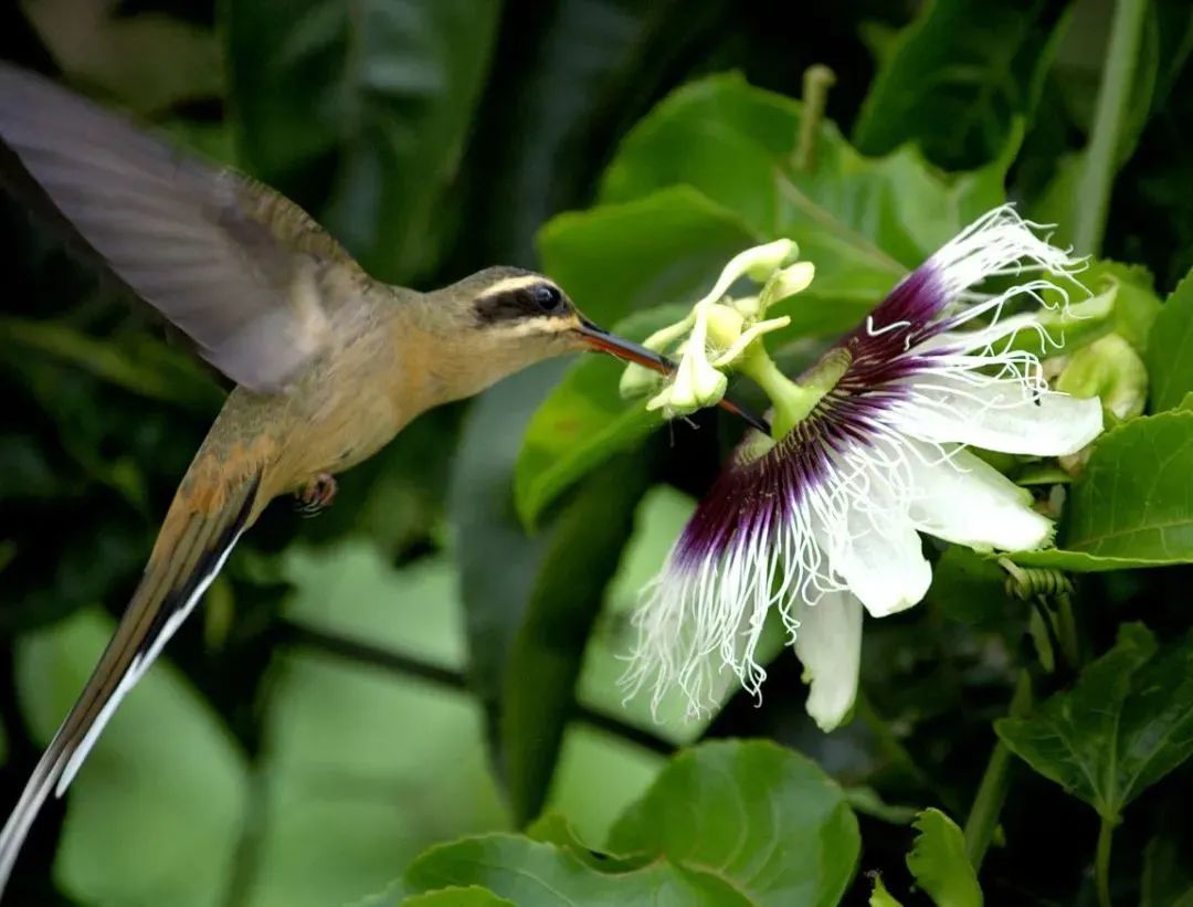 蜂鸟 自然 鸟 - Pixabay上的免费图片 - Pixabay