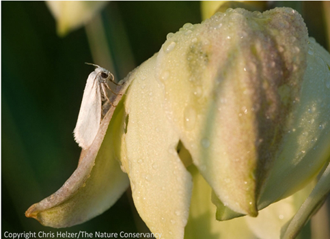 丝兰蛾幼虫以丝兰的种子为食物,没有别的寄主,而丝兰只能靠丝兰蛾授粉