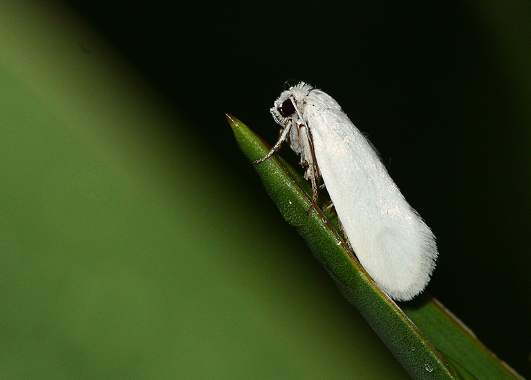 丝兰蛾和丝兰的关系就在这样的循环往复间 08 jsherman白蚁和鞭毛虫