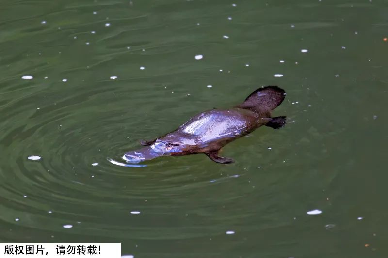 在澳大利亚,我们可以找到许多生活在那里的神奇动物,鸭嘴兽也就生活在